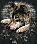 wolves and other North American animals
